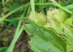 Tettigoniidae