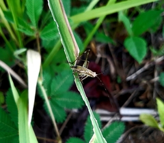 Orthoptera
