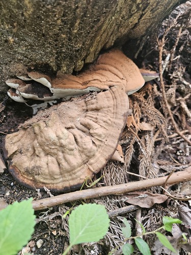 Ganoderma applanatum