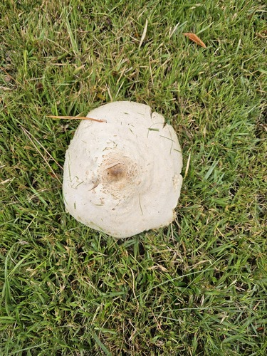 Chlorophyllum molybdites