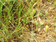 Leontodon longirostris