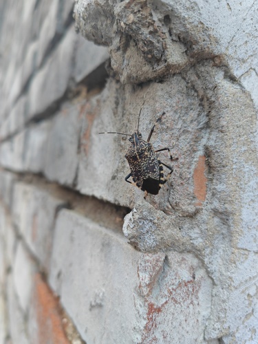 Yellow-spotted Stink Bug