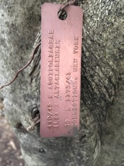 Ilex × altaclerensis