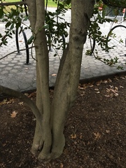 Ilex × altaclerensis