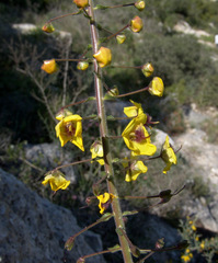Verbascum levanticum