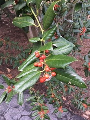 Ilex × altaclerensis