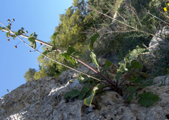 Verbascum levanticum