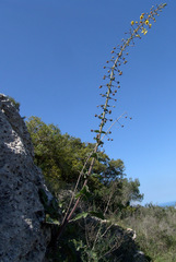 Verbascum levanticum
