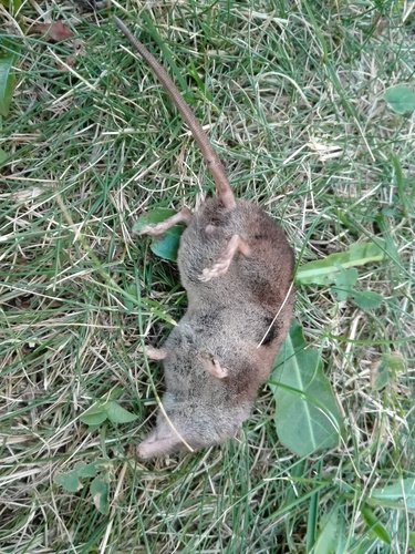 Valais Shrew, Disentis/Mustér, Svizzera, photo 6 of 10
