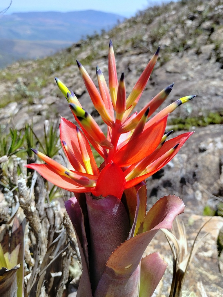 Billbergia elegans