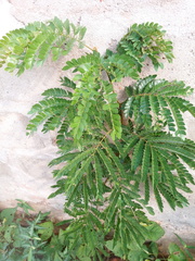 Albizia adianthifolia adianthifolia