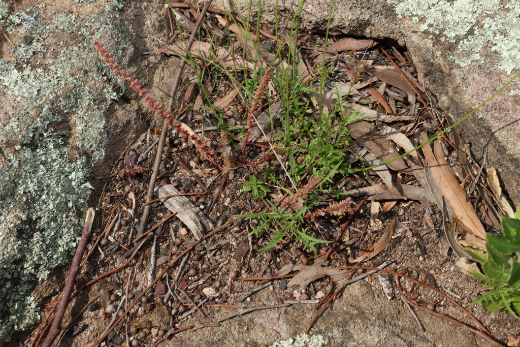 Crassula tetramera