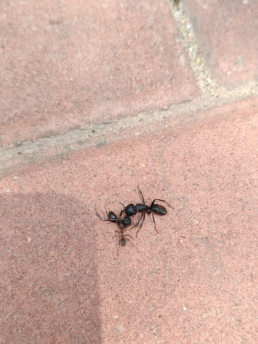 Japanese Carpenter Ant