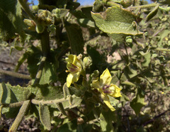 Verbascum tripolitanum