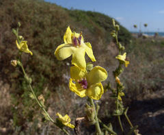 Verbascum tripolitanum