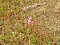 Silene scabriflora
