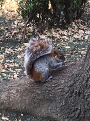 Sciurus aureogaster