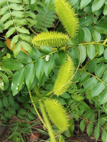 Nickernut