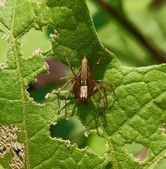 Oxyopes