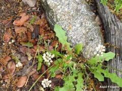 Alyssum alyssoides
