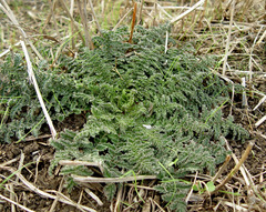 Verbascum tiberiadis