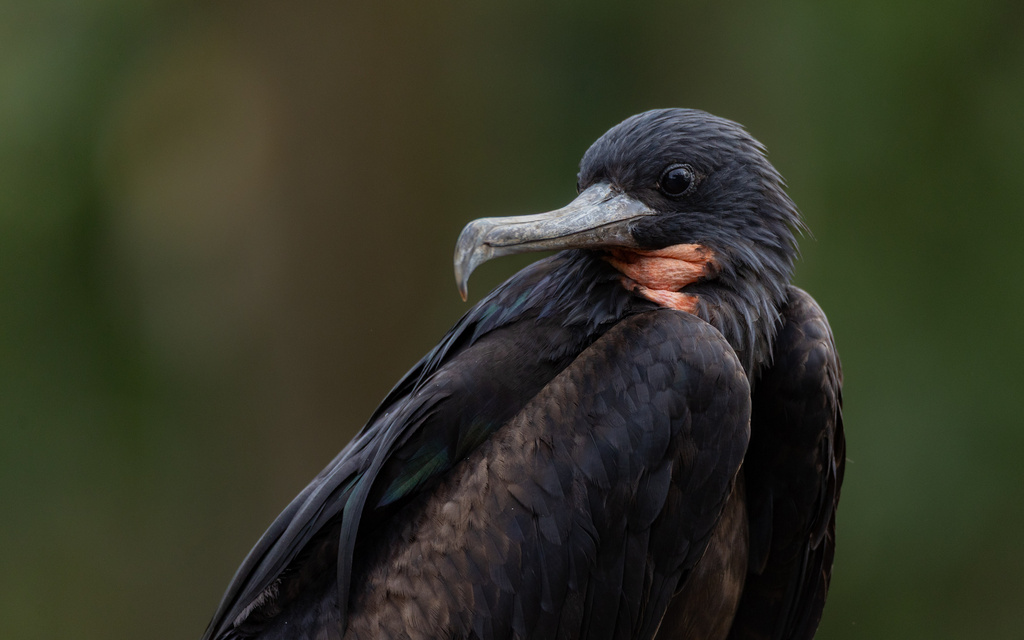 Great Frigatebird