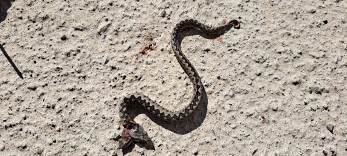 Sand Viper, Vipera ammodytes