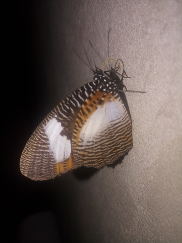 African Palmfly