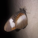 African Palmfly - Photo (c) ONG ODDB, some rights reserved (CC BY-NC-ND), uploaded by ONG ODDB
