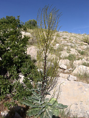 Verbascum qulebicum