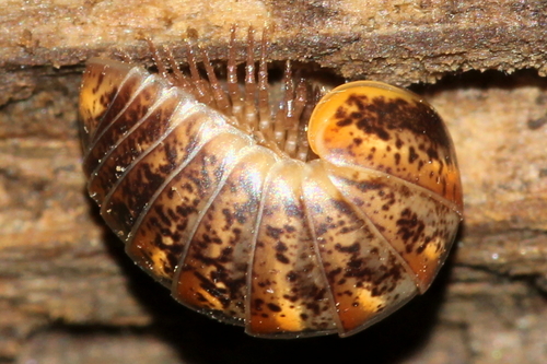 Glomeris klugii