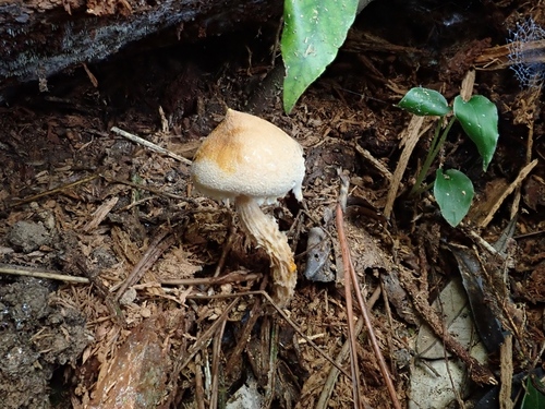 Austroboletus fusisporus