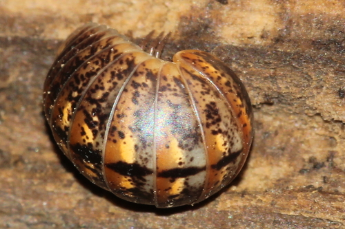 Glomeris klugii, photo 5 of 10