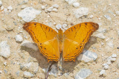 Vindula dejone erotella