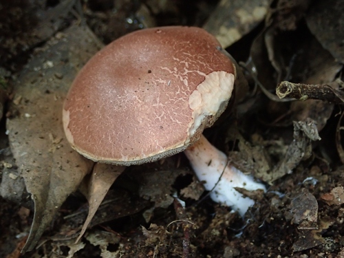 Austroboletus gracilis