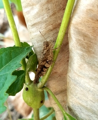Acrididae