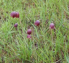 Fritillaria meleagroides