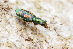 Pericalus depressus