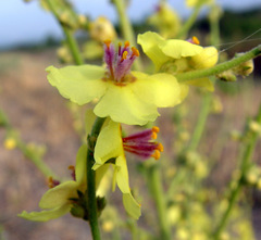Verbascum gaillardotii