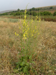 Verbascum gaillardotii