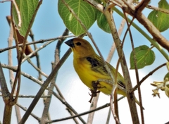 Anomalospiza imberbis
