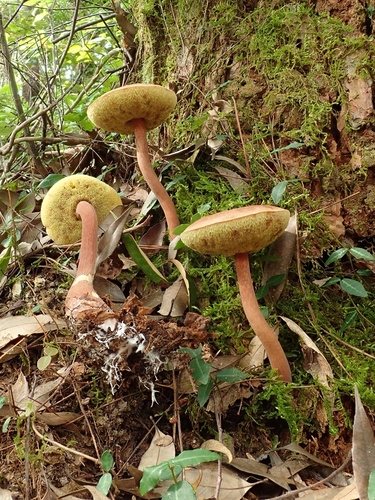 Boletellus elatus