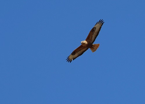 Busardo moro (Buteo rufinus)
