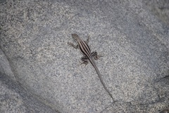 Microlophus quadrivittatus