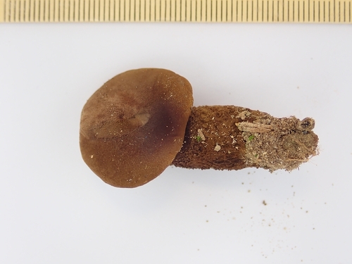 Tapinella atrotomentosa