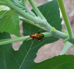 Sagra femorata