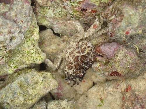 Cyclodius ungulatus observed 2025-07-05