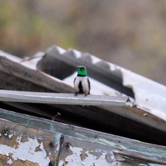 Oreotrochilus estella