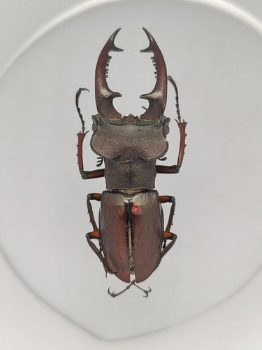 Lucanus swinhoei