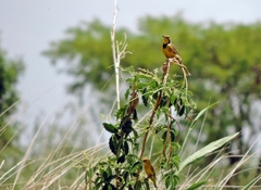 Anomalospiza imberbis